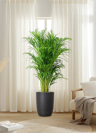 Areca Palm Holland in Black Ceramic Pot 1-1.2m