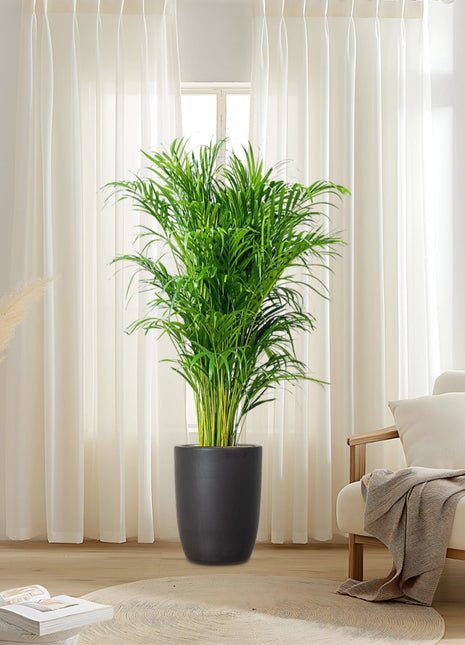 Areca Palm Holland in Black Ceramic Pot 1-1.2m