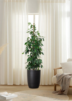 Ficus Benjamina &#8216;Danielle&#8217; Holland