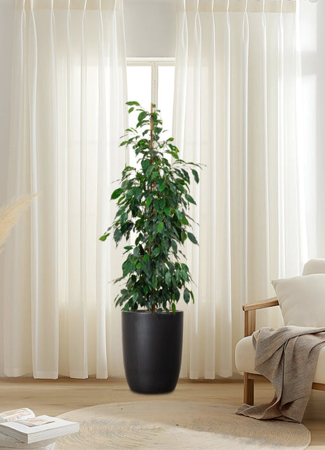 Ficus Benjamina &#8216;Danielle&#8217; Holland