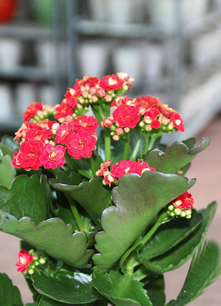 Kalanchoe Blossfeldiana or Flaming Katy