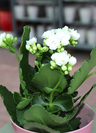 Kalanchoe Blossfeldiana or Flaming Katy
