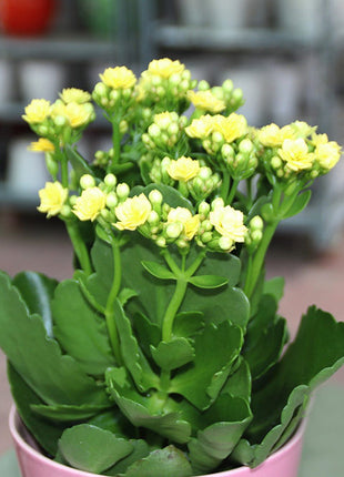 Kalanchoe Blossfeldiana or Flaming Katy