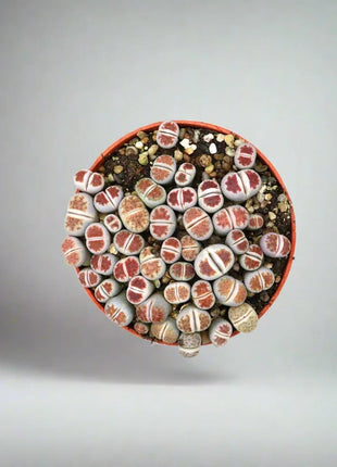 Lithops or Living Stones 8-12cm