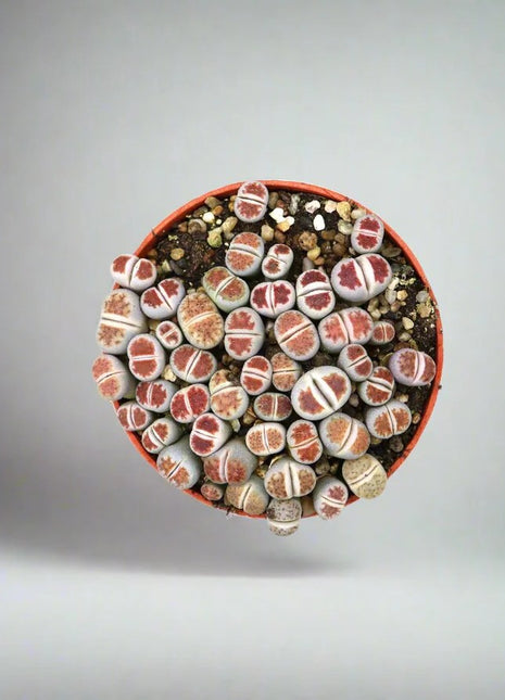 Lithops or Living Stones 8-12cm