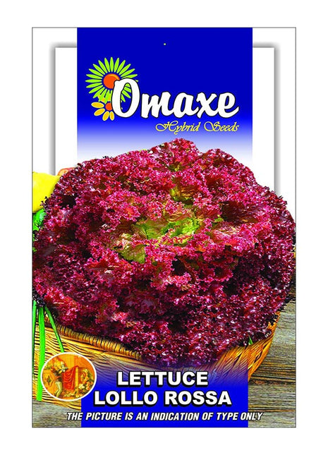Lettuce &#8220;Lollo Rossa&#8221; Hybrid Seeds by Omaxe