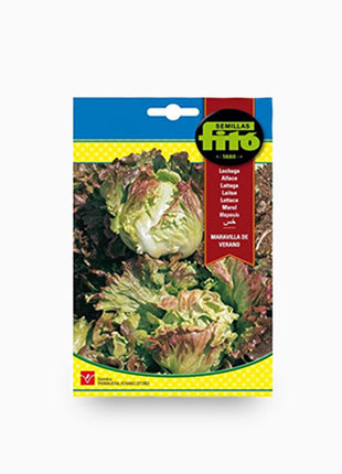Lettuce Summer Marvel &#8211; Fito