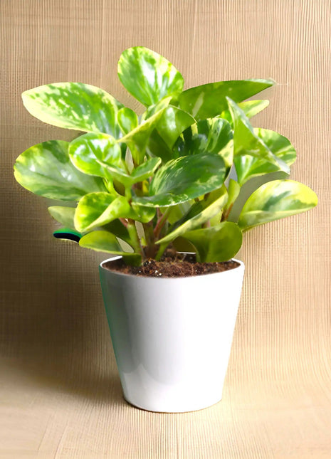 Peperomia marble or Variegated Peperomia  10 &#8211; 15cm