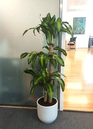 Dracaena Fragrans  &#8220;Massangeana&#8221;