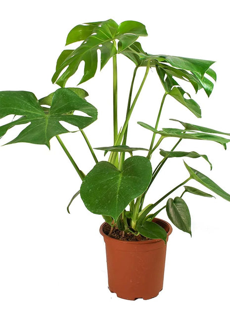 Monstera Deliciosa or Swiss Cheese Plant Small, Beautiful Medium Size Monstera