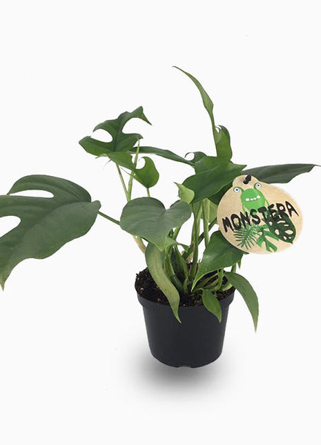 Monstera Minima or Swiss Cheese Plant