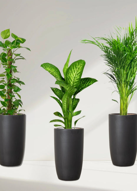 New Year Plants Bundle in Black Ceramic Pot