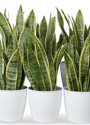Office Sansevieria Set 30cm to 40cm