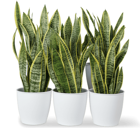 Office Sansevieria Set 30cm to 40cm
