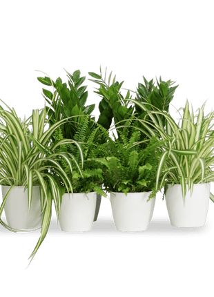 Office Table Plant Set 30-40cm