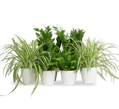 Office Table Plant Set 30-40cm