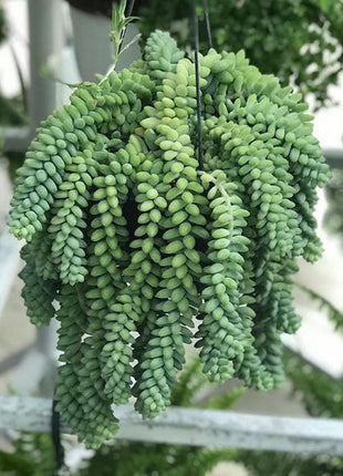 Sedum burrito &#8220;Hanging&#8221; 25 &#8211; 35cm