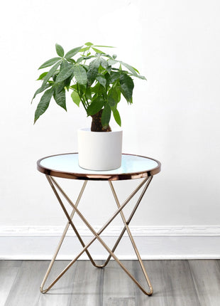 Pachira Aquatica (Money Tree) – 30cm