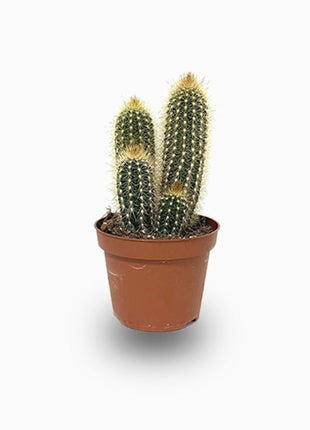 Pachy Cactus
