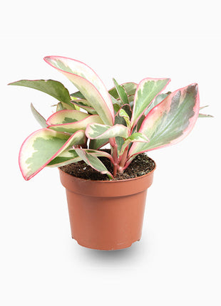 Peperomia Ginny or Tricolor Peperomia  10 &#8211; 15cm