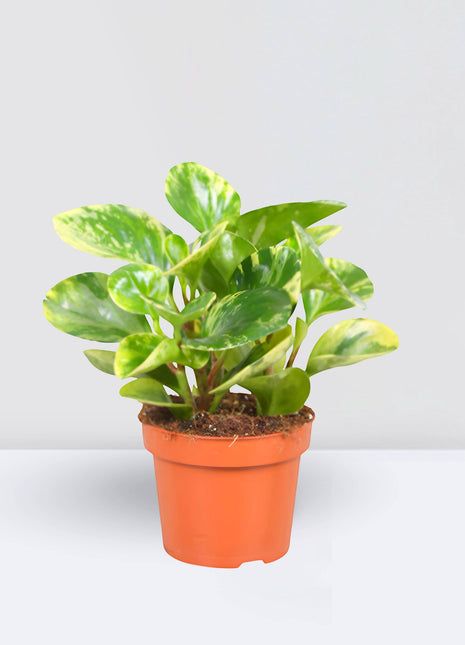 Peperomia marble or Variegated Peperomia  10 &#8211; 15cm