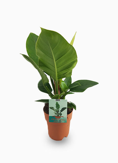 Philodendron Imperial Green 70 – 80cm
