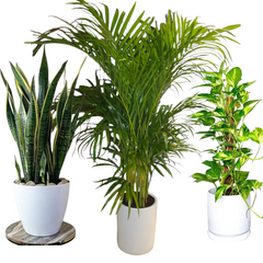 Air Purifying Bedroom Bundle (3plants) PROMO