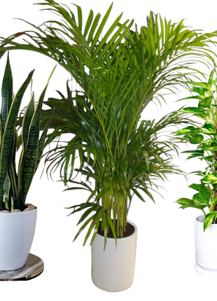 Air Purifying Bedroom Bundle (3plants) PROMO