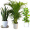 Air Purifying Bedroom Bundle (3plants) PROMO