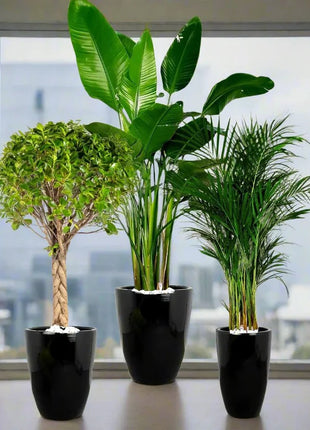 Premium Potted XL Bird of Paradise, Braided Bonsai &#038; Large Areca Bundle | Elevate Your Home Decor