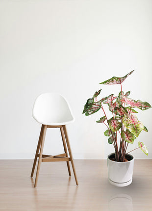 Caladiums or Angel Wings &#8220;Assorted&#8221; Top Quality Indoor Plants&#8221;