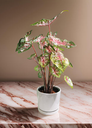 Caladiums or Angel Wings &#8220;Assorted&#8221; Top Quality Indoor Plants&#8221;