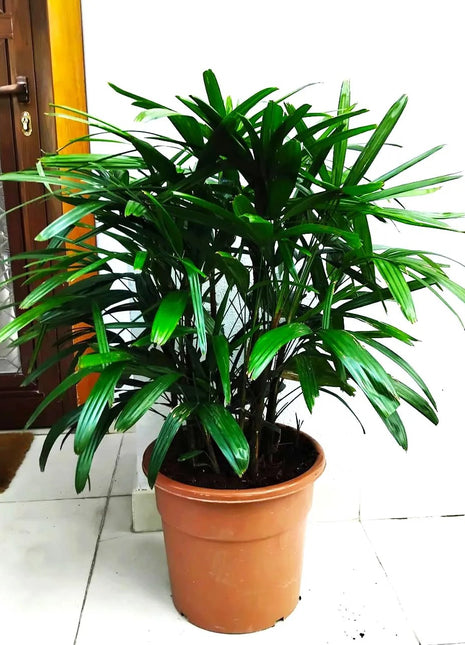Rhapis Excelsa &#8220;Lady Palm سيدة النخيل or Miniature Fan Palm&#8221; 0.8-0.1m