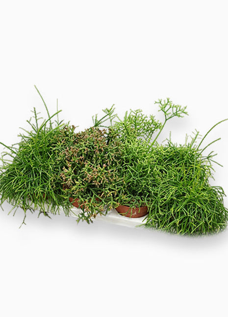 Rhipsalis mix 10-15cm