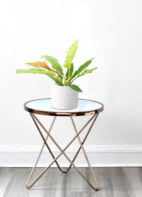 Philodendron &#8216;Ring of Fire&#8217; – 30cm