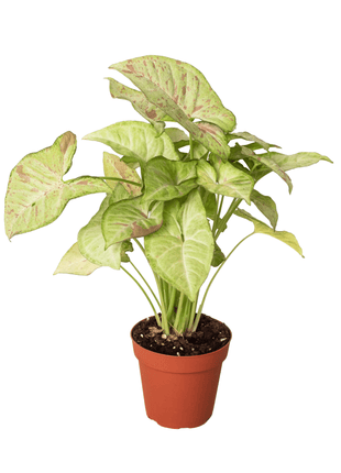 Syngonium Milk Confetti 30-40cm