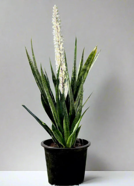 Sansevieria Green Zeylanica &#8220;Bowstring Hemp&#8221; 30-40 cm