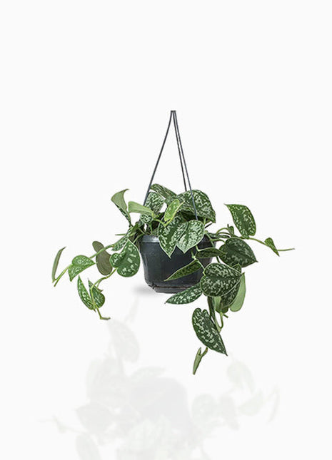 Satin Pothos Hanging