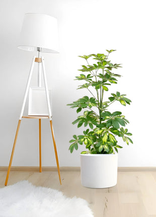 Schefflera arboricola &#8216;Gold Capella&#8217; or Dwarf Umbrella Tree