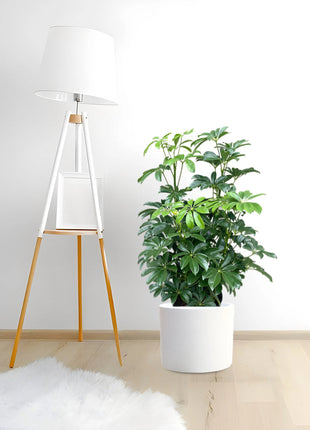 Schefflera Arboricola &#8216;Compacta&#8217; or Dwarf Umbrella Tree