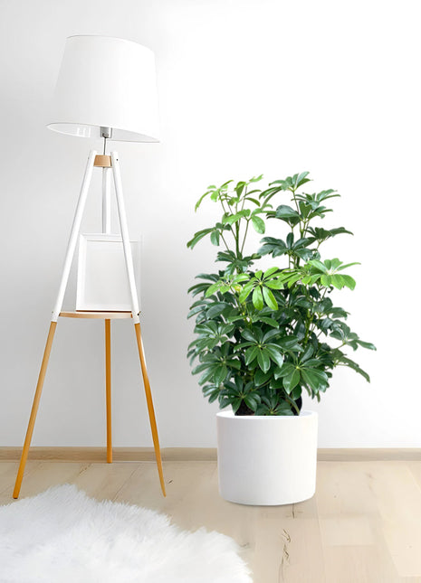 Schefflera Arboricola &#8216;Compacta&#8217; or Dwarf Umbrella Tree