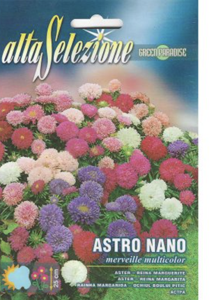 Aster Nano Multicolor Premium Quality Seeds by Alta Selezione