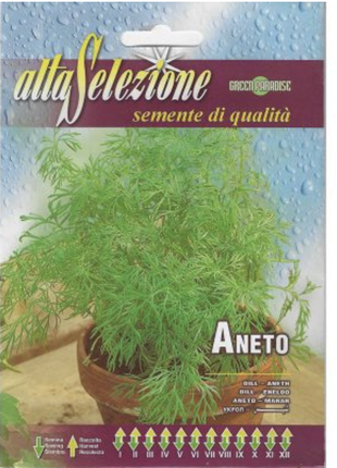 Aneto &#8220;Dill&#8221; Premium Quality Seeds by Alta Selezione