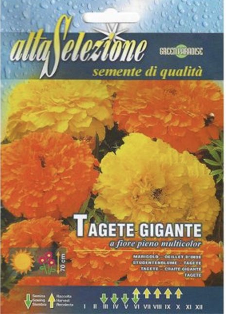 Marigold &#8220;Tagete Gigante a Fiore Pieno Multicolor&#8221; by Alta Selezione