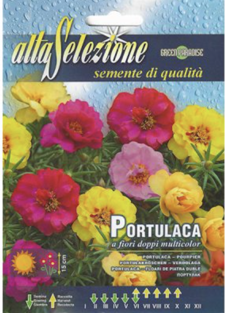 Portulaca &#8220;Portulaca a Fiori Doppi Multicolor&#8221; Seeds by Alta Selezione