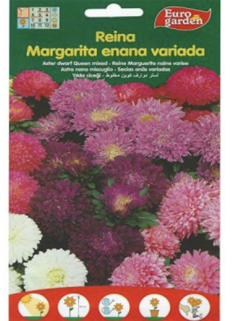 Aster Dwarf Queen Mix Premium Quality Seeds by EuroGarden