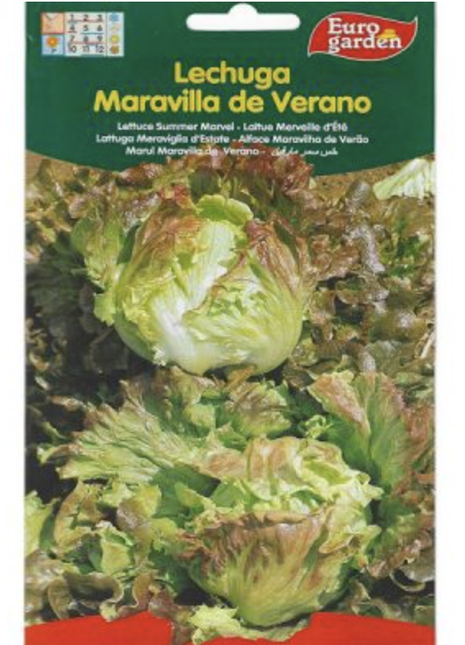 Lettuce Summer Marvel Premium Quality Seeds by EuroGarden