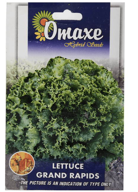 Lettuce Grand Rapids Hybrid Seeds by Omaxe