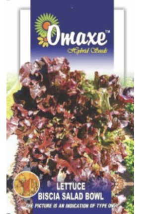 The Rich Olea Europea plant- The Beauty of Olive Tree.