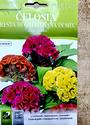 Celosia Flower Seeds &#8220;Cresta Di Gallo Nana Mix&#8221; by Hortus